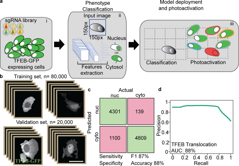 Cell Classifier