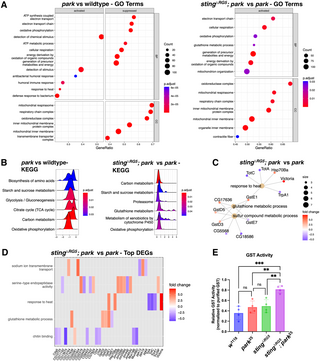 Gene Enrichment Analysis